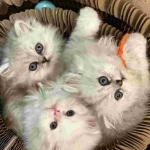 PurrPats Persian Cats Profile Photo - Breeder