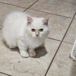 Saira Profile Photo - Breeder