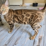 BlissfulBengalz Profile Photo - Breeder