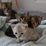 BlissfulBengalz Profile Photo - Breeder