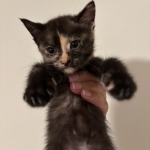 Ang Profile Photo - Cat Lover