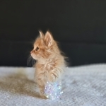 BlueCloud Profile Photo - Breeder