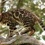 Chalk Mtn Bengals Profile Photo - Cattery