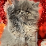 Shannon Profile Photo - Breeder