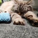 Tanya Profile Photo - Cattery