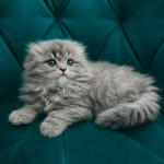 Vit Profile Photo - Cat Lover