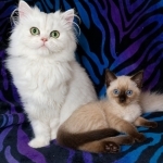 Princess Donut Profile Photo - Cattery