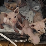 Lexi Profile Photo - Breeder