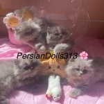 Shannon Profile Photo - Cattery