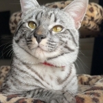 John Greek Profile Photo - Breeder