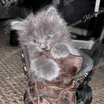 Victoria Profile Photo - Breeder