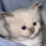 Harlow Profile Photo - Breeder