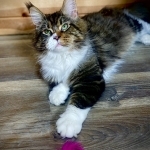 Amanda Profile Photo - Cattery