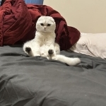 Mina Profile Photo - Cat Lover