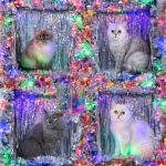 Katherine Profile Photo - Breeder