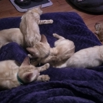 TANYA M SHABAZZ Profile Photo - Breeder