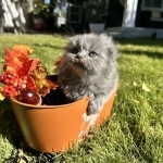 Veronica Profile Photo - Breeder