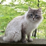 Michelle Profile Photo - Cat Lover