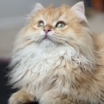 Moin Profile Photo - Cat Lover