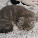 Joyce Profile Photo - Breeder