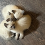 Dennis Profile Photo - Breeder