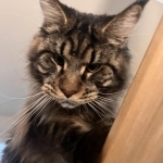 Em Vass Profile Photo - Cat Lover