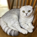 Oxsy Profile Photo - Breeder