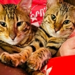 Chris Profile Photo - Cattery