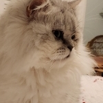 Heather Profile Photo - Breeder