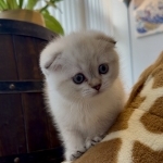 Mark Profile Photo - Cat Lover