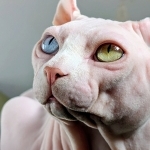 Cristiana Profile Photo - Breeder