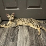 Savannah Profile Photo - Cattery