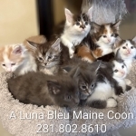 Kerrie Laminack Profile Photo - Cattery
