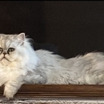 Emerald Persians Profile Photo - Breeder