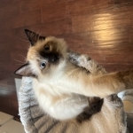 Chad Profile Photo - Cat Lover