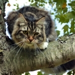 Rain Profile Photo - Cattery