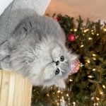 Nadiia Profile Photo - Breeder