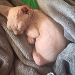 Maxwell Profile Photo - Cattery