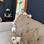 Jennifer Profile Photo - Cattery