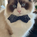 Jennifer Profile Photo - Cattery