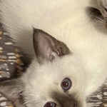 Amy Profile Photo - Breeder