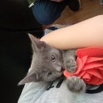 Rebecca Profile Photo - Cat Lover