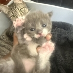 Janna Profile Photo - Cat Lover