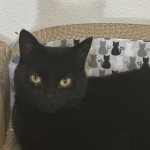 Jennifer Profile Photo - Cat Lover