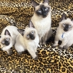 Angela Profile Photo - Breeder
