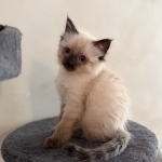 Angelo K Profile Photo - Cat Lover