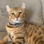 Kortni Profile Photo - Breeder