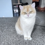 Carly Profile Photo - Cattery