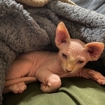 Crissy Profile Photo - Breeder