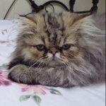 Brenda Profile Photo - Cat Lover